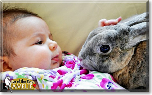 Amelie, the Pet of the Day Amelie, the Pet of the Day