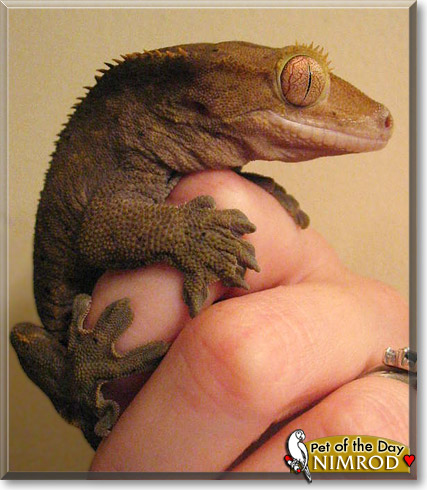 Nimrod, the Pet of the Day
