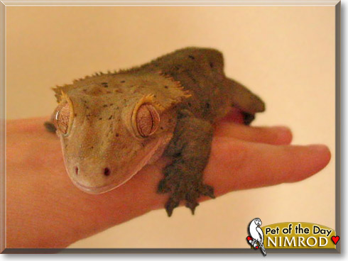 Nimrod, the Pet of the Day