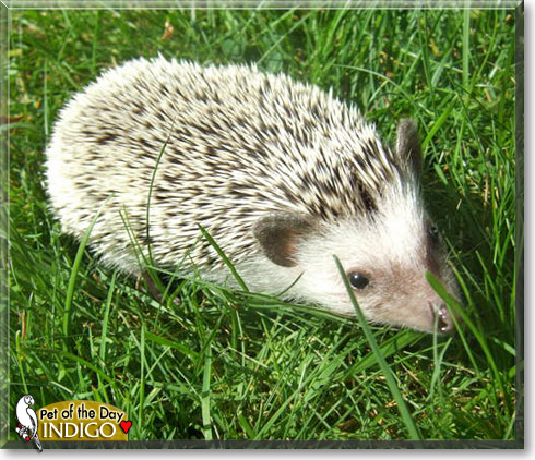 Indigo, the Pet of the Day