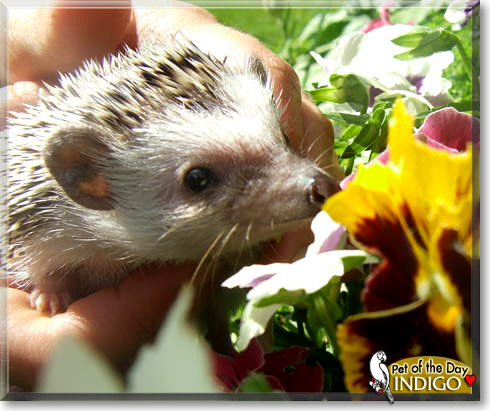 Indigo, the Pet of the Day