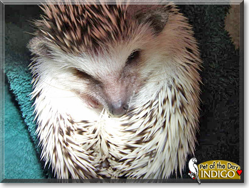 Indigo, the Pet of the Day