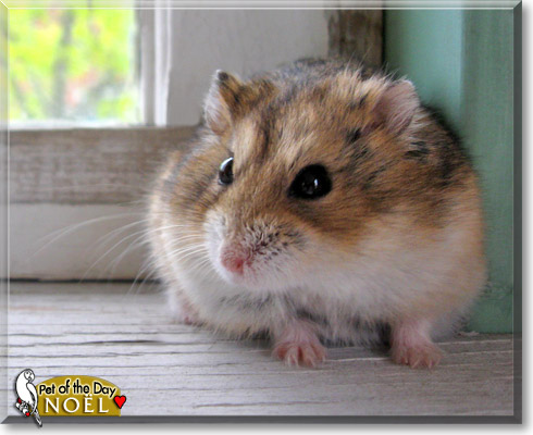 Noël, the Pet of the Day