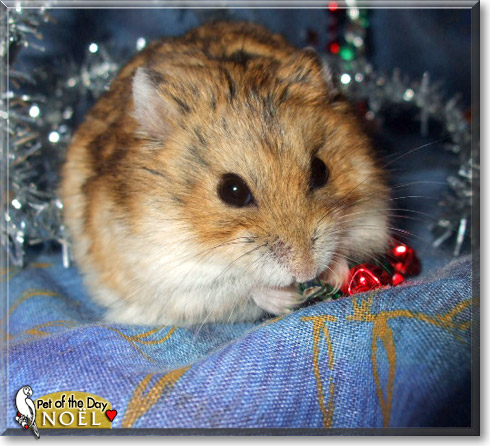 Noël, the Pet of the Day