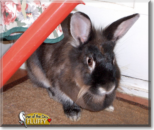 Fluffy, the Pet of the Day