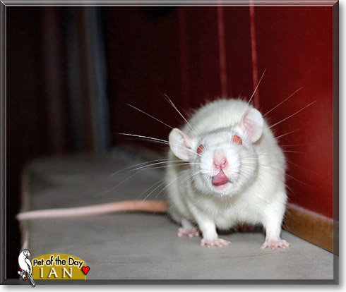 Ian, the Pet of the Day