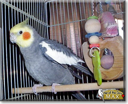 Max, the Pet of the Day