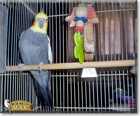 Max, the Pet of the Day