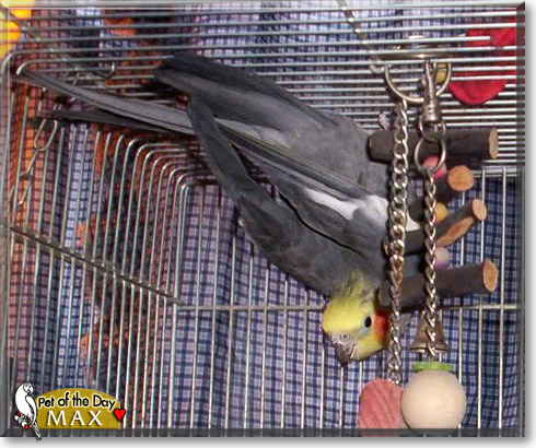 Max, the Pet of the Day