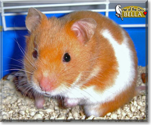 Bella, the Pet of the Day