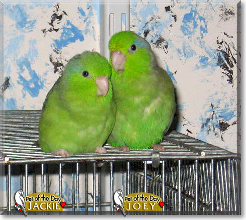 Jackie, Joey, the Pet of the Day