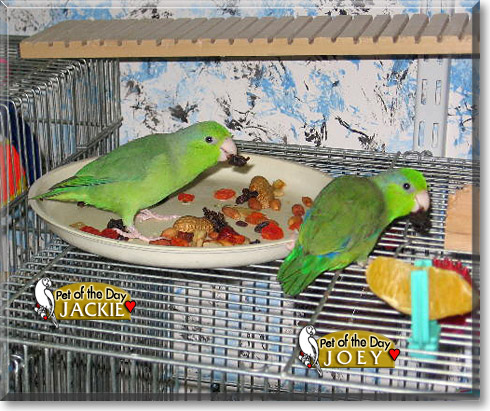 Jackie, Joey, the Pet of the Day