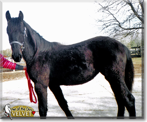 Velvet, the Pet of the Day