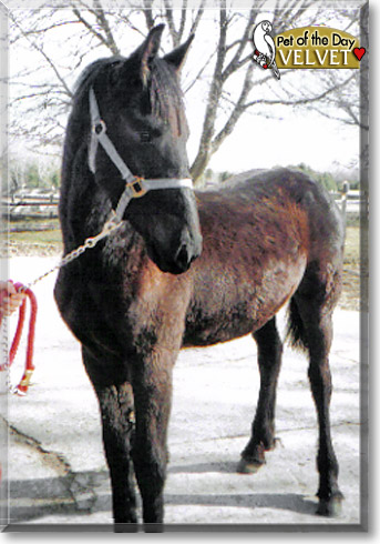 Velvet, the Pet of the Day