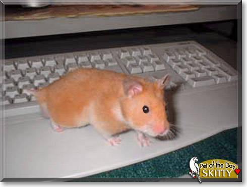 Skitty, the Pet of the Day