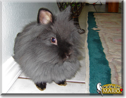 Mario, the Pet of the Day