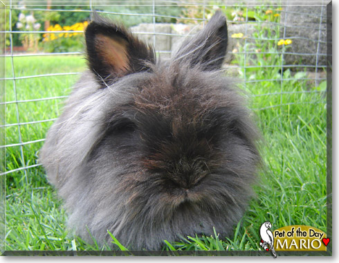 Mario, the Pet of the Day