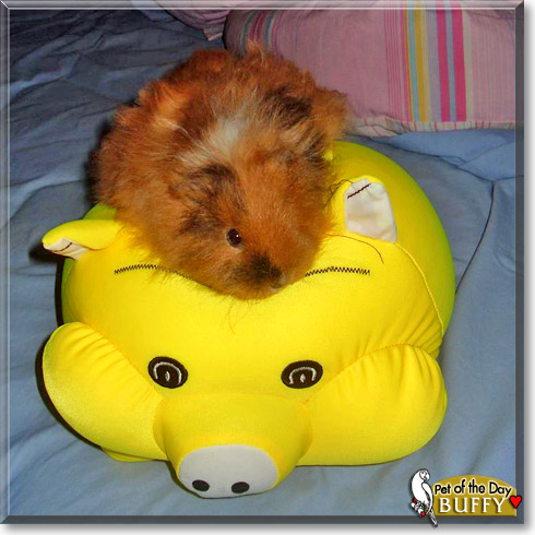 Buffy, the Pet of the Day