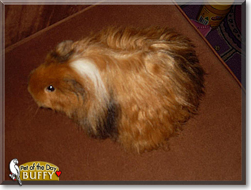 Buffy, the Pet of the Day