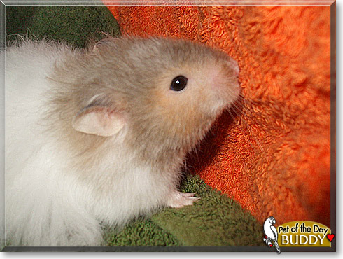 Buddy, the Pet of the Day Buddy, the Pet of the Day