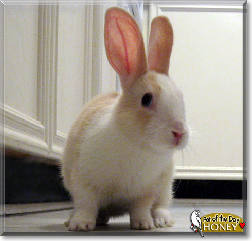 Honey, the Pet of the Day