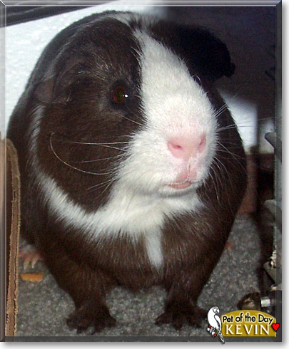 Kevin, the Pet of the Day