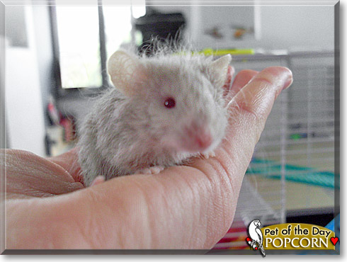 Popcorn, the Pet of the Day