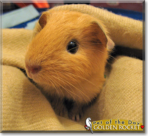 Golden Rocket, the Pet of the Day