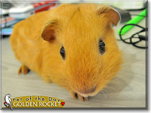 Golden Rocket, the Pet of the Day