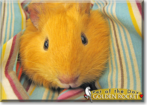 Golden Rocket, the Pet of the Day
