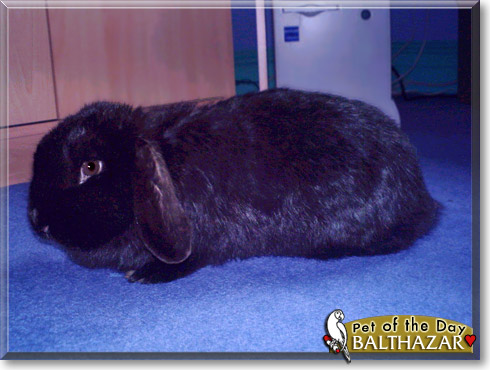 Balthazar, the Pet of the Day