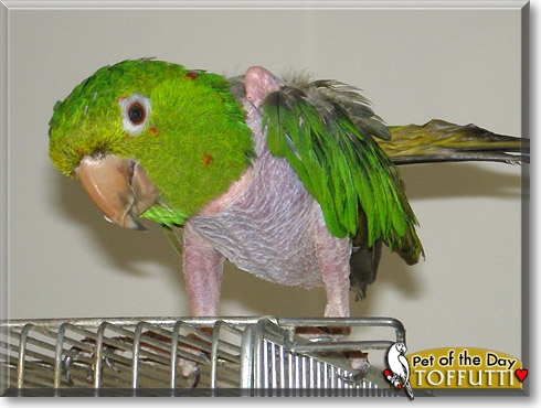 Toffutti, the Pet of the Day