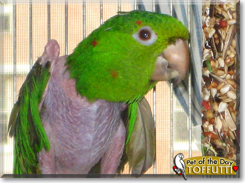 Toffutti, the Pet of the Day