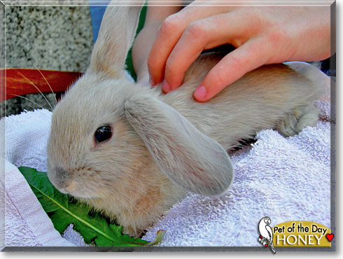 Honey, the Pet of the Day Honey, the Pet of the Day