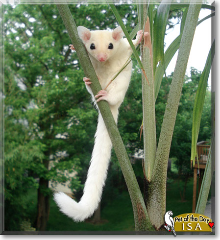 Isa, the Pet of the Day