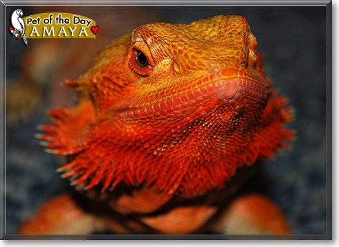 Amaya, the Pet of the Day