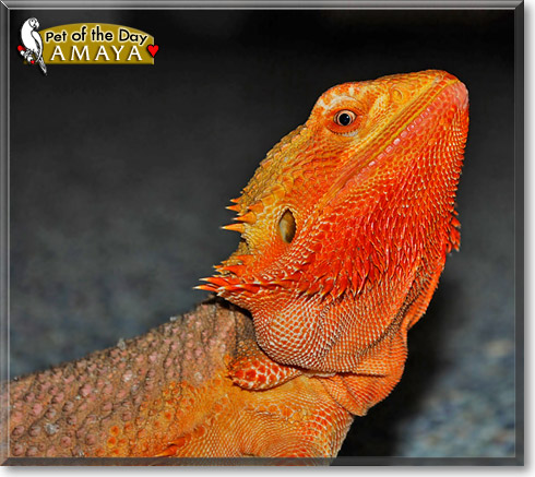 Amaya, the Pet of the Day
