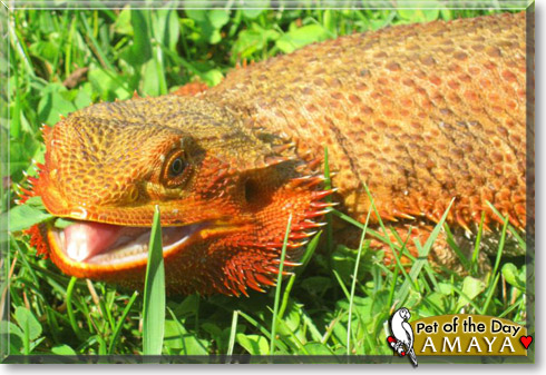 Amaya, the Pet of the Day