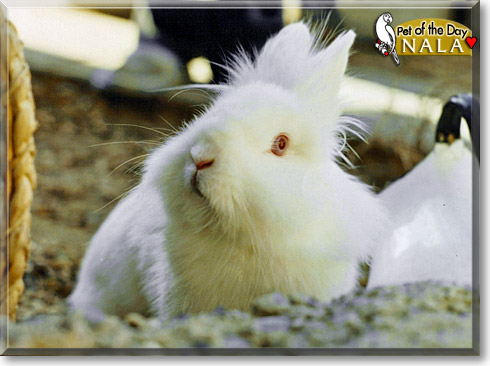 Nala, the Pet of the Day Nala, the Pet of the Day
