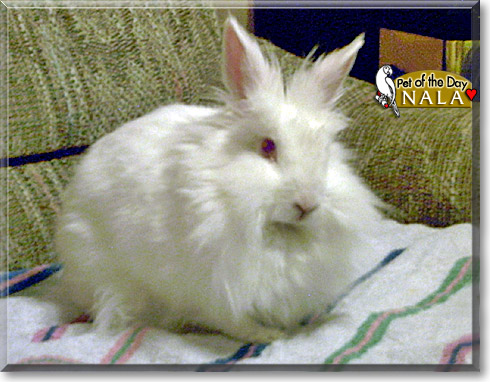 Nala, the Pet of the Day