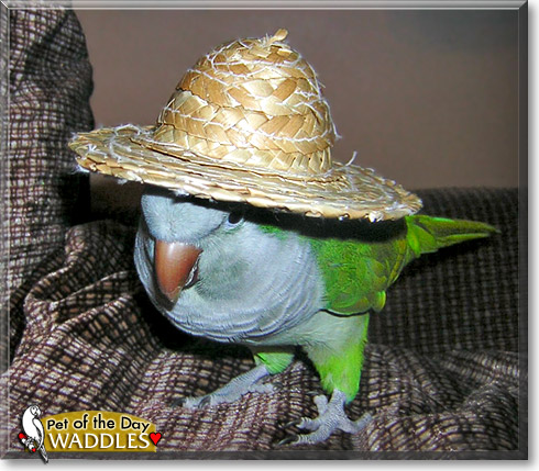 Waddles, the Pet of the Day
