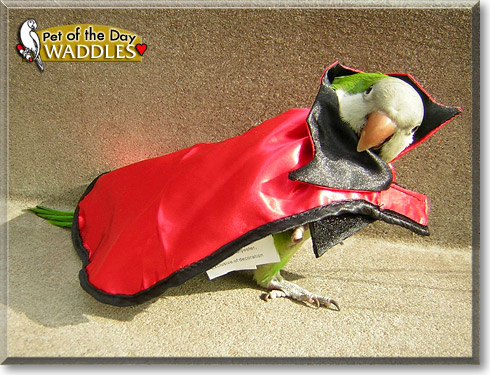 Waddles, the Pet of the Day