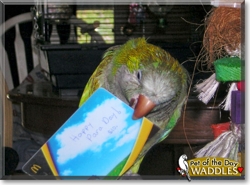 Waddles, the Pet of the Day