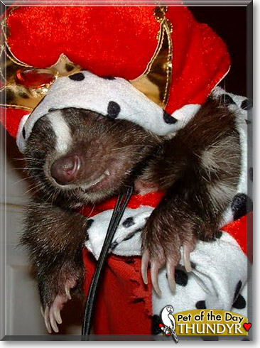Thundyr, the Pet of the Day Thundyr, the Pet of the Day