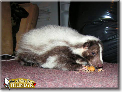 Thundyr, the Pet of the Day Thundyr, the Pet of the Day