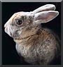 Amelie the Mini Rex, Chinchilla