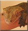 Nimrod the Crested Gecko