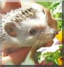Indigo the African Pygmy Hedgehog