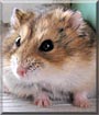 Noël the Russian Campbell Hamster