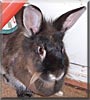 Fluffy the Rabbit